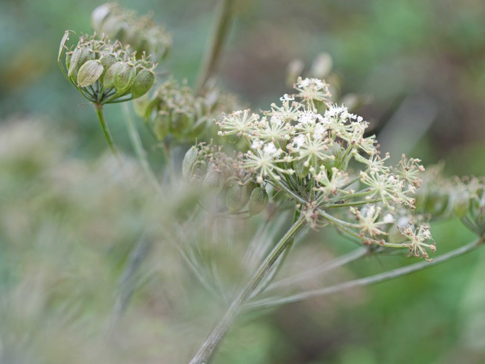 seed head 3