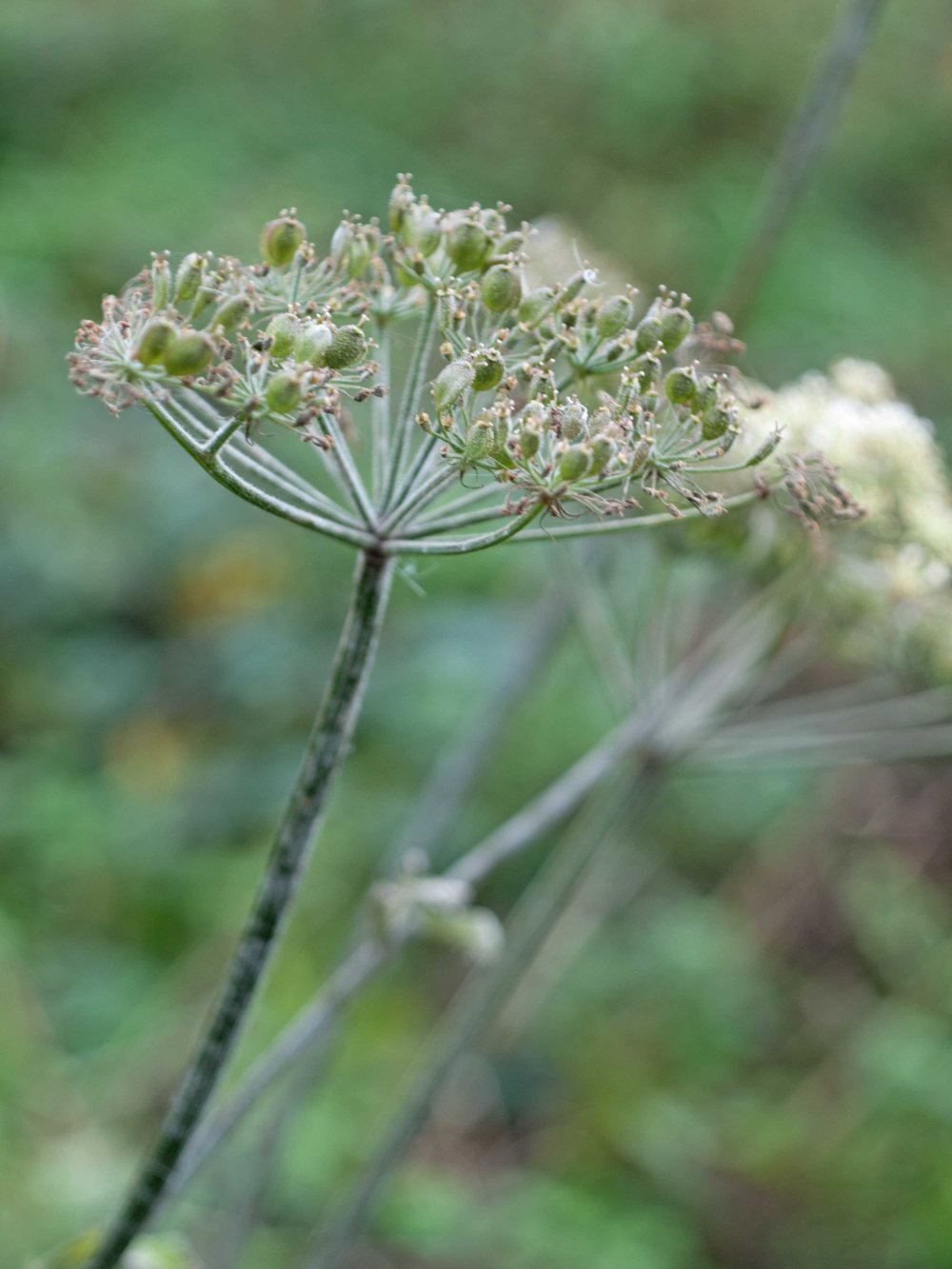 seed head 4