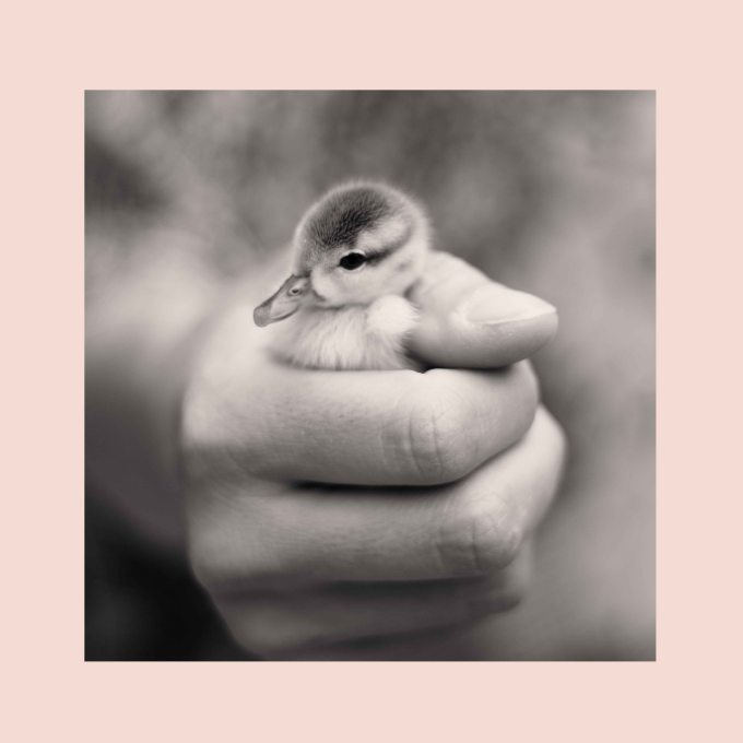 little duckling sneak preview