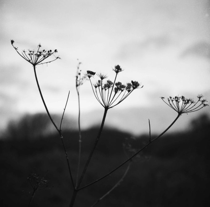 seed heads 1