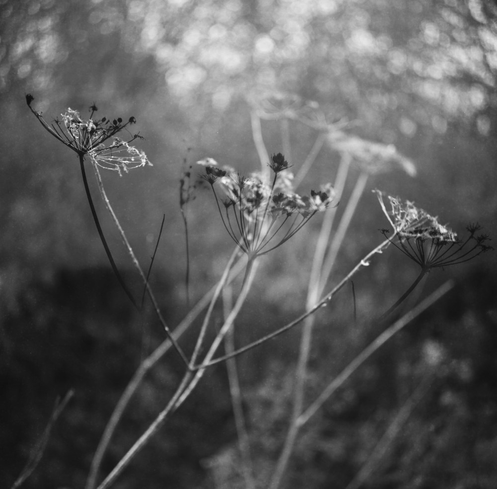 black and white 1 (1 of 1)