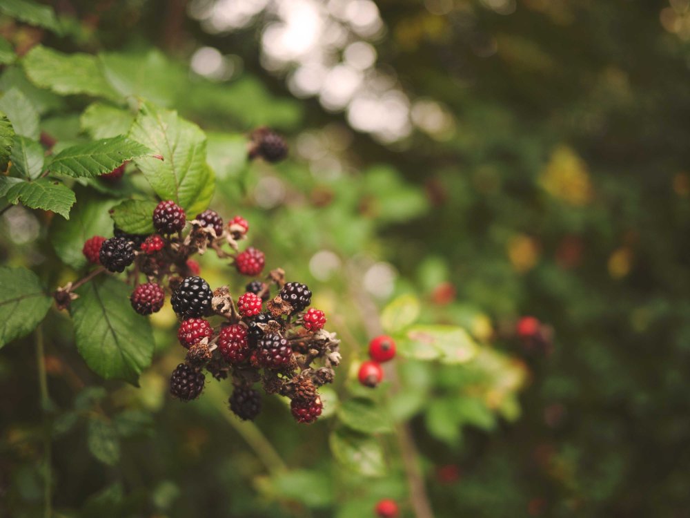 blackberries