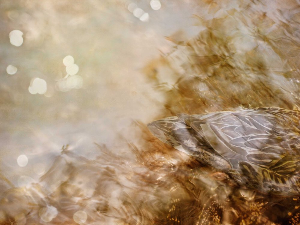 she dreams in gold - I